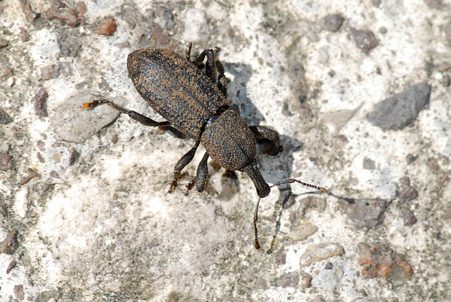 Curculionidae: Neoplinthus tigratus (ssp. ?)